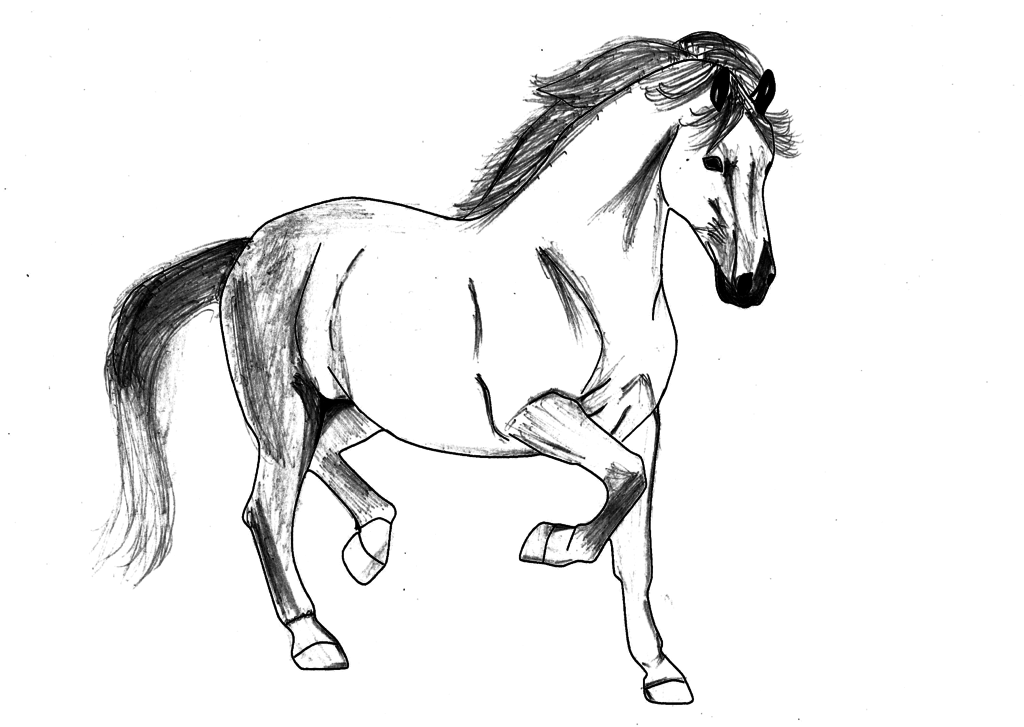 1024x727 Stallion Sketch By Zeeshiking - Stallion Sketch