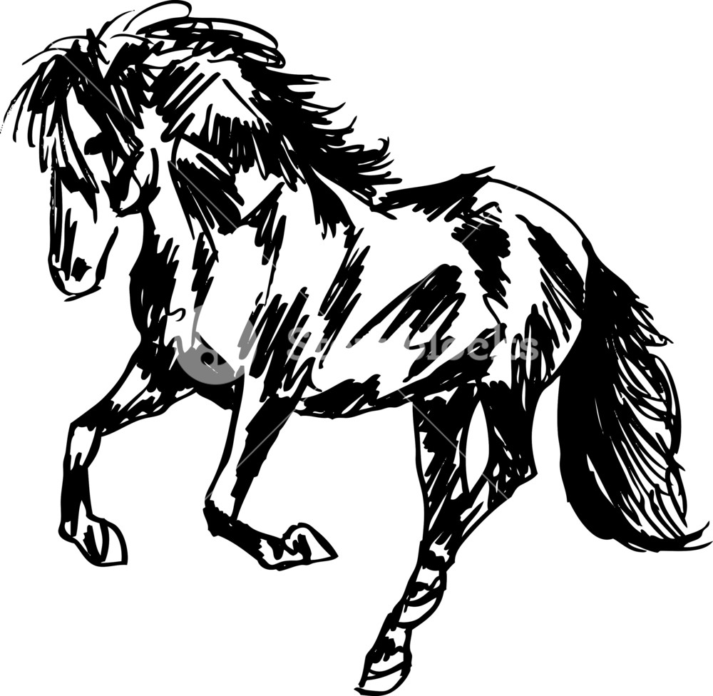 1000x976 Stallion Sketch. Vector Illustration Royalty Free Stock Image - Stallion Sketch