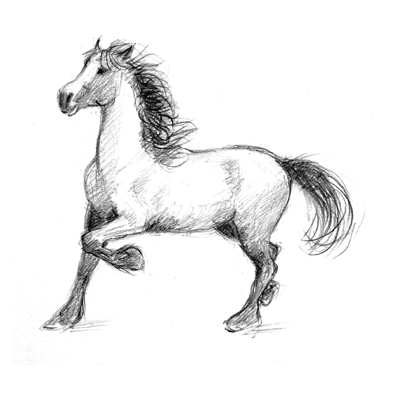 800x800 Stallion Pencil Drawing - Stallion Sketch