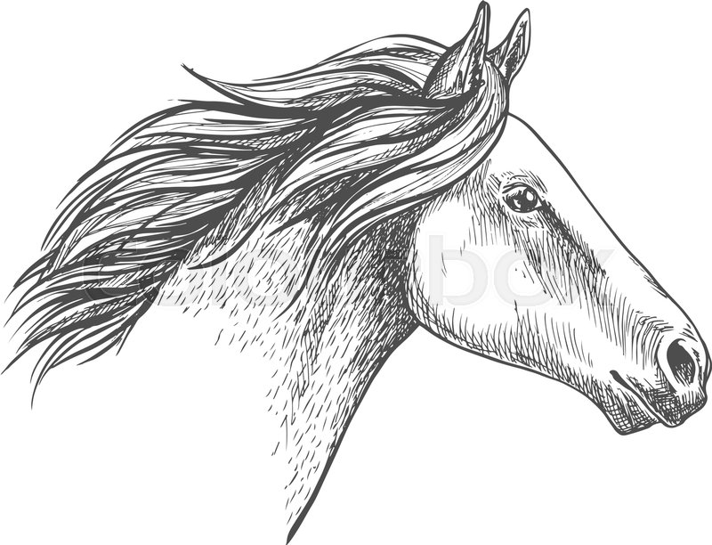 800x612 White Horse Pencil Sketch Portrait. Running Mustang With Waving - Stallion Sketch