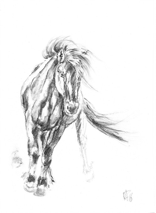 498x677 Icelandic Horse - Stallion Sketch