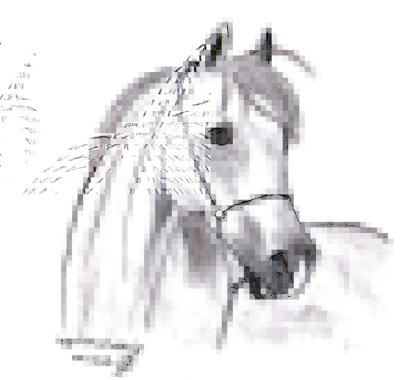 596x548 Drawing, Sketch, Copy, Pony, Image, Horse, Mount, Arabs, Pencil - Stallion Sketch