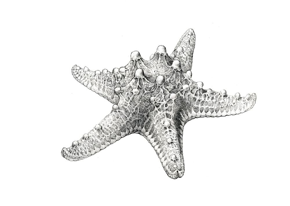 Starfish Sketch At PaintingValley Explore Collection Of Starfish 