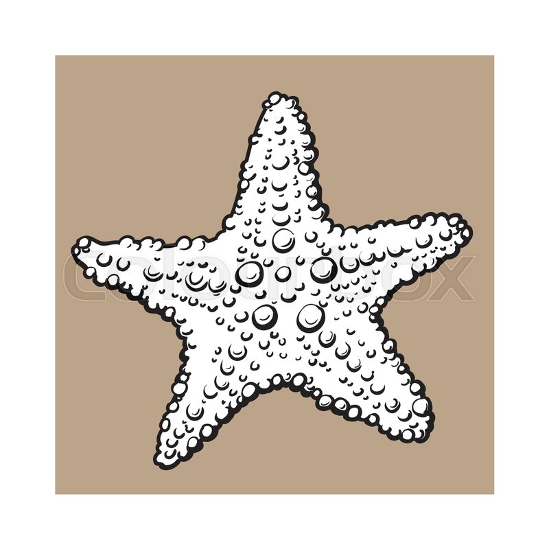 800x800 Hand Drawn Starfish, Underwater Living Organism, Sketch Style - Starfish Sketch