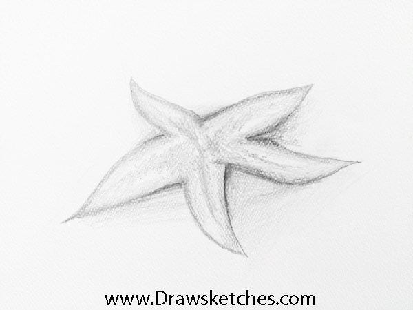 600x450 How To Draw A Starfish In 8 Easy And Detailed Steps With (Pictures) - Starfish Sketch