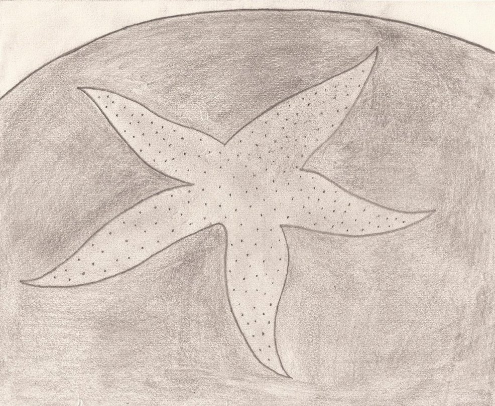986x810 Starfish Pencil Sketch By Thefieryhawk - Starfish Sketch