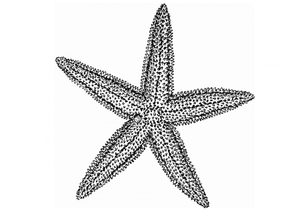 300x212 Starfish Sketch Style I Like For Possible Logo Tattoos - Starfish Sketch