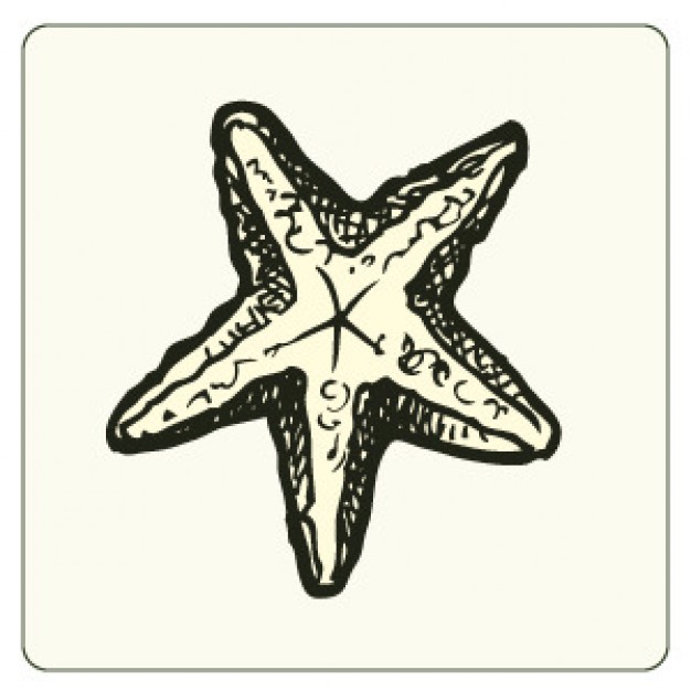 626x626 Sketch Starfish Sketch In The Frame Download Free Animal Vectors - Starfish Sketch