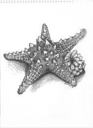 191x263 Starfish Drawing - Starfish Sketch