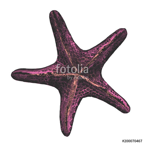 500x500 Starfish Inner Side, Colored Sketch Style Drawing Stock Image And - Starfish Sketch