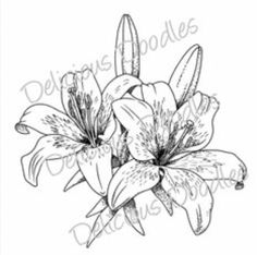Stargazer Lily Sketch