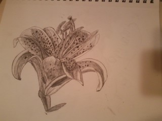 320x240 3 Ways To Draw A Lily - Stargazer Lily Sketch