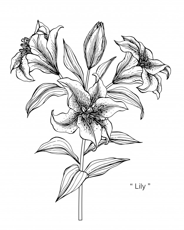 Stargazer Lily Sketch at PaintingValley.com | Explore collection of ...