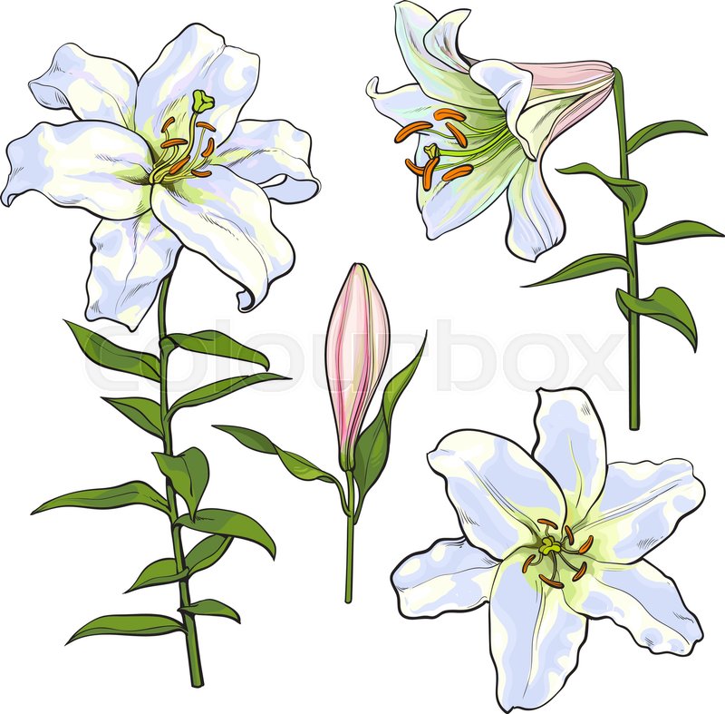 800x787 Set Of Hand Drawn White Lily Flowers In Side And Top View, Sketch - Stargazer Lily Sketch