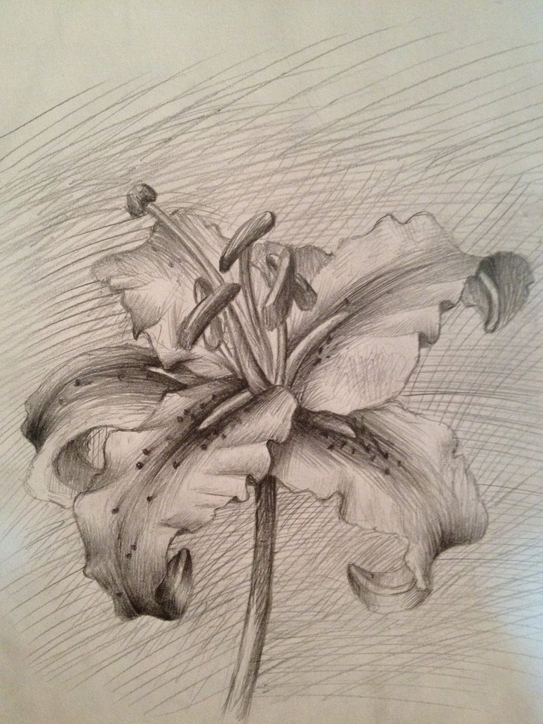 774x1032 Stargazer Lily By Eeyoresdarkside - Stargazer Lily Sketch