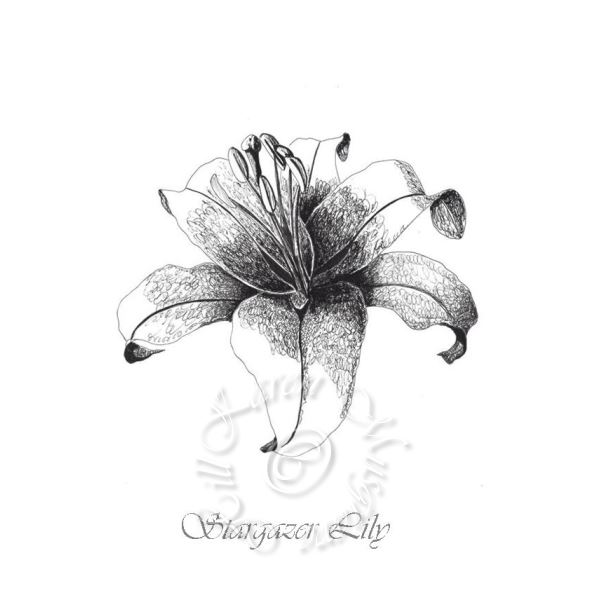 600x600 Stargazer Lily - Stargazer Lily Sketch