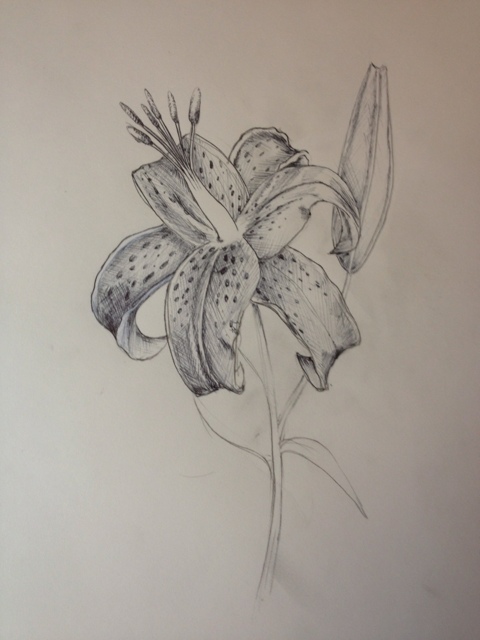 Stargazer Lily Sketch at PaintingValley.com | Explore collection of ...