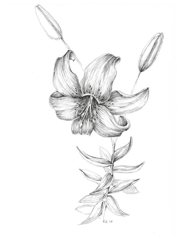570x765 Tiger Lily Art Print Pen And Ink Flower Sketch Floral Decor Etsy - Stargazer Lily Sketch