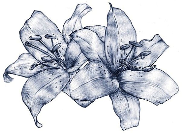 603x440 Lily Flowers Drawings Lily Flowers Tattoo Drawing {Embroidery - Stargazer Lily Sketch