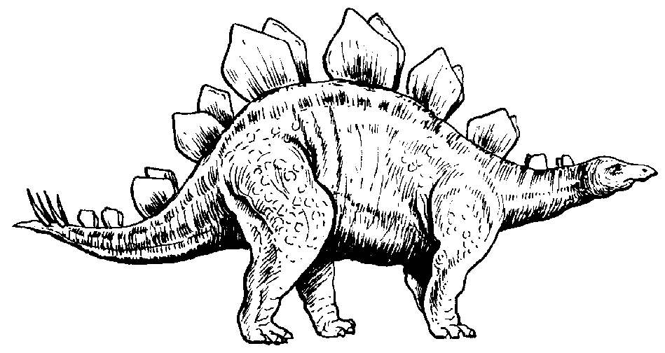 949x504 I Have Chosen This Drawing Of A Stegosaurus Because I Like The - Stegosaurus Sketch