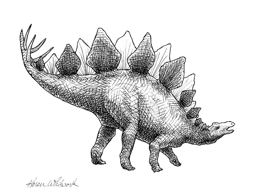 900x675 Stegosaurus - Stegosaurus Sketch