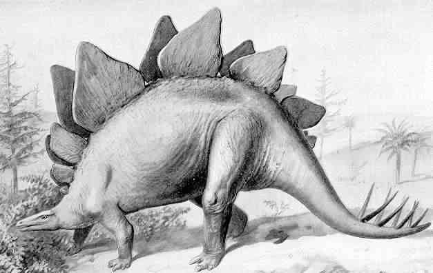 627x396 Stegosaurus Sketch - Stegosaurus Sketch