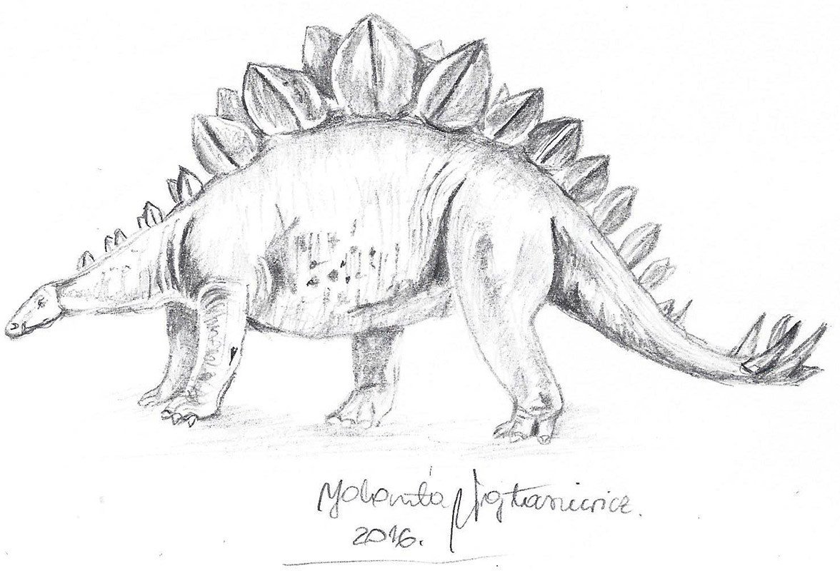 1176x800 Stegosaurus By Kosen - Stegosaurus Sketch