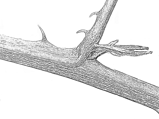 640x480 Fileplant Stem Scheme Kz P.png - Stem Sketch