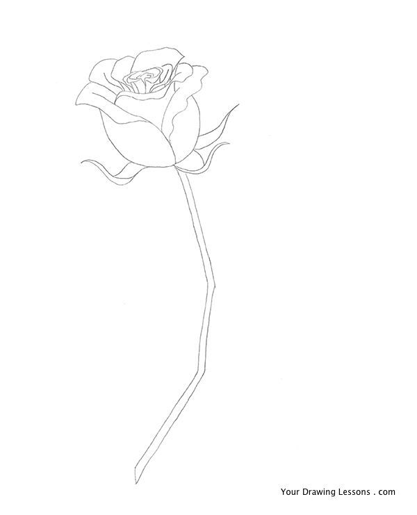 600x741 How To Draw A Rose Your Drawing Lessons - Stem Sketch