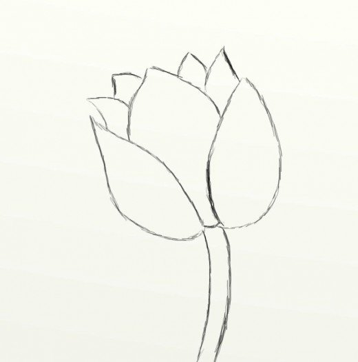 520x525 How To Draw A Beautiful Tulip Feltmagnet - Stem Sketch