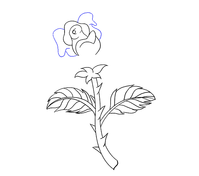 678x600 How To Draw A Rose In A Few Easy Steps Easy Drawing Guides - Stem Sketch