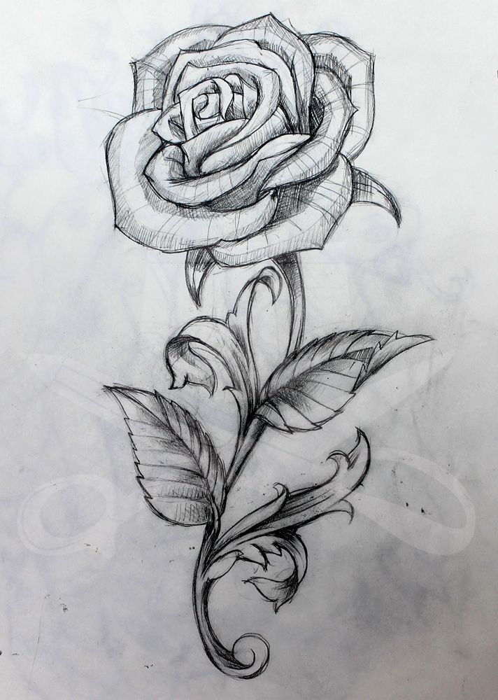 712x1000 Image Result For Rose With Stem Drawing Art - Stem Sketch