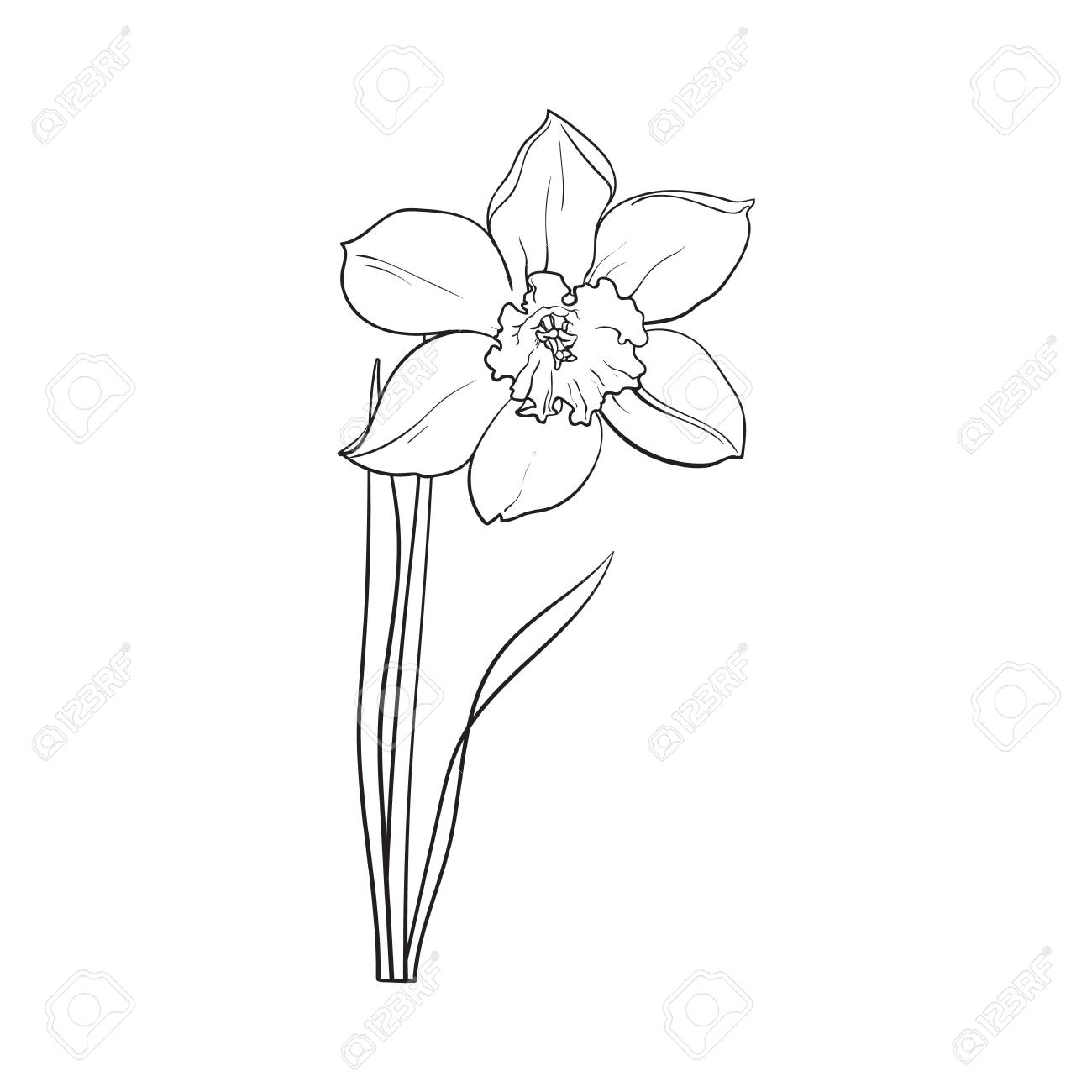 1300x1300 Single Flowers Drawing Single Daffodil, Narcissus Spring Flower - Stem Sketch