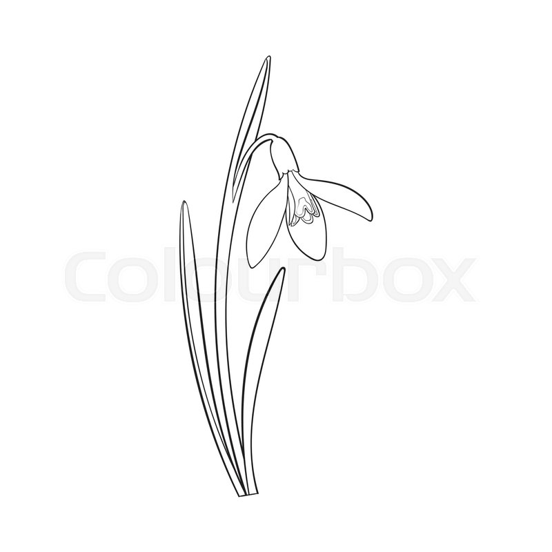 800x800 Single Galanthus, Snowdrop Spring Flower With Stem, Leaves, Sketch - Stem Sketch