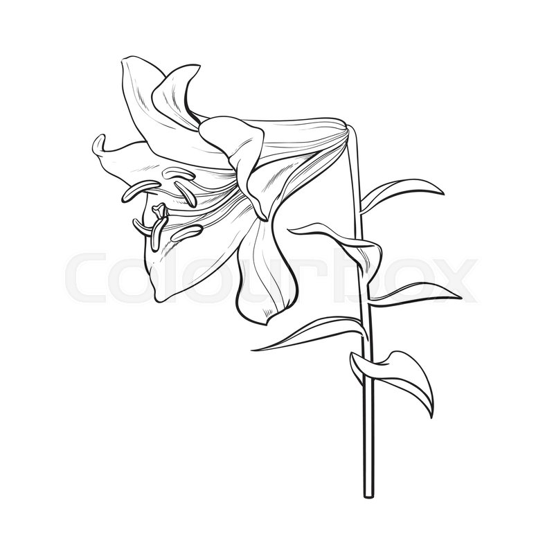 800x800 Single Hand Drawn White Lily Flower With Stem And Leaves, Side - Stem Sketch