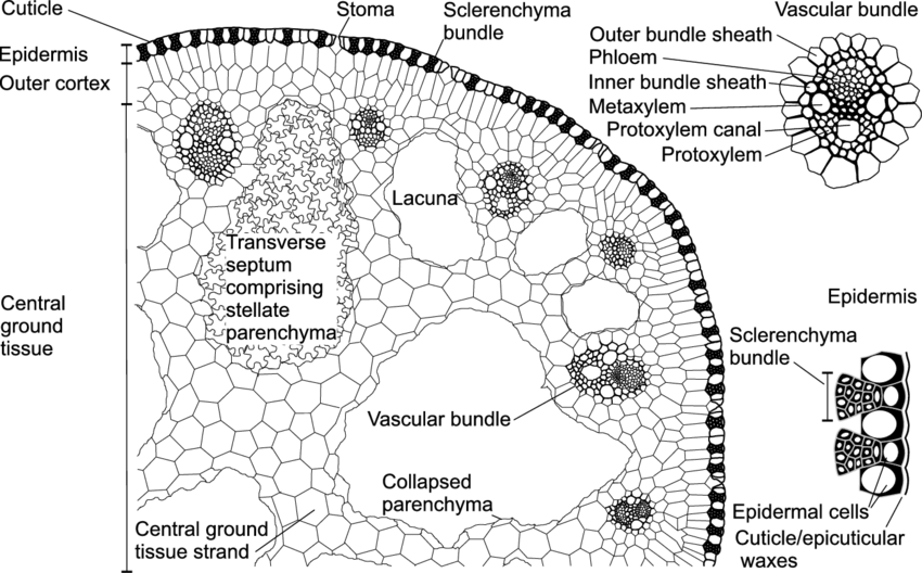 850x528 Sketch Cell Map (Transverse Section) Of The Stem Of Eleocharis - Stem Sketch
