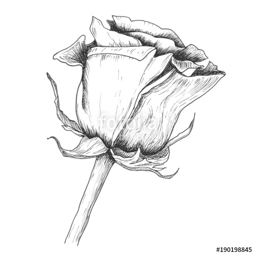 500x500 Sketch Rose Blossom Flower With Leaves And Stem, Hand Drawn Floral - Stem Sketch