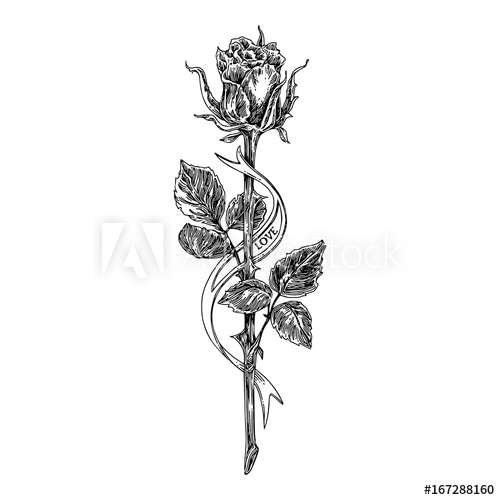 500x500 Sketch Tattoo. Rose On A Long Stem And Ribbon. Black And White - Stem Sketch