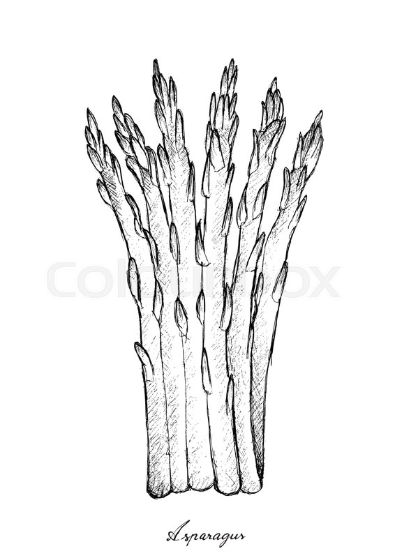 566x800 Stem Vegetable, Illustration Of Hand Drawn Sketch Delicious Fresh - Stem Sketch