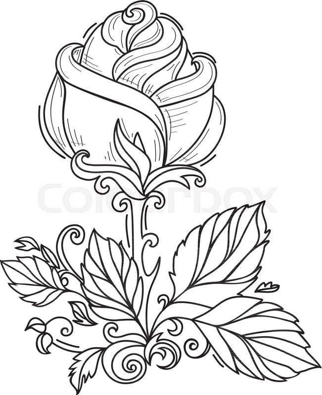 651x800 Vector Hand Drawn Sketch Style Elegant Vintage Rose Wild Flower - Stem Sketch