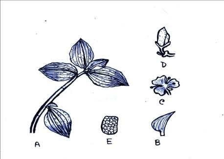 458x325 Figure A E Diagram Sketches Showing Morphological Characters Of - Stem Sketch