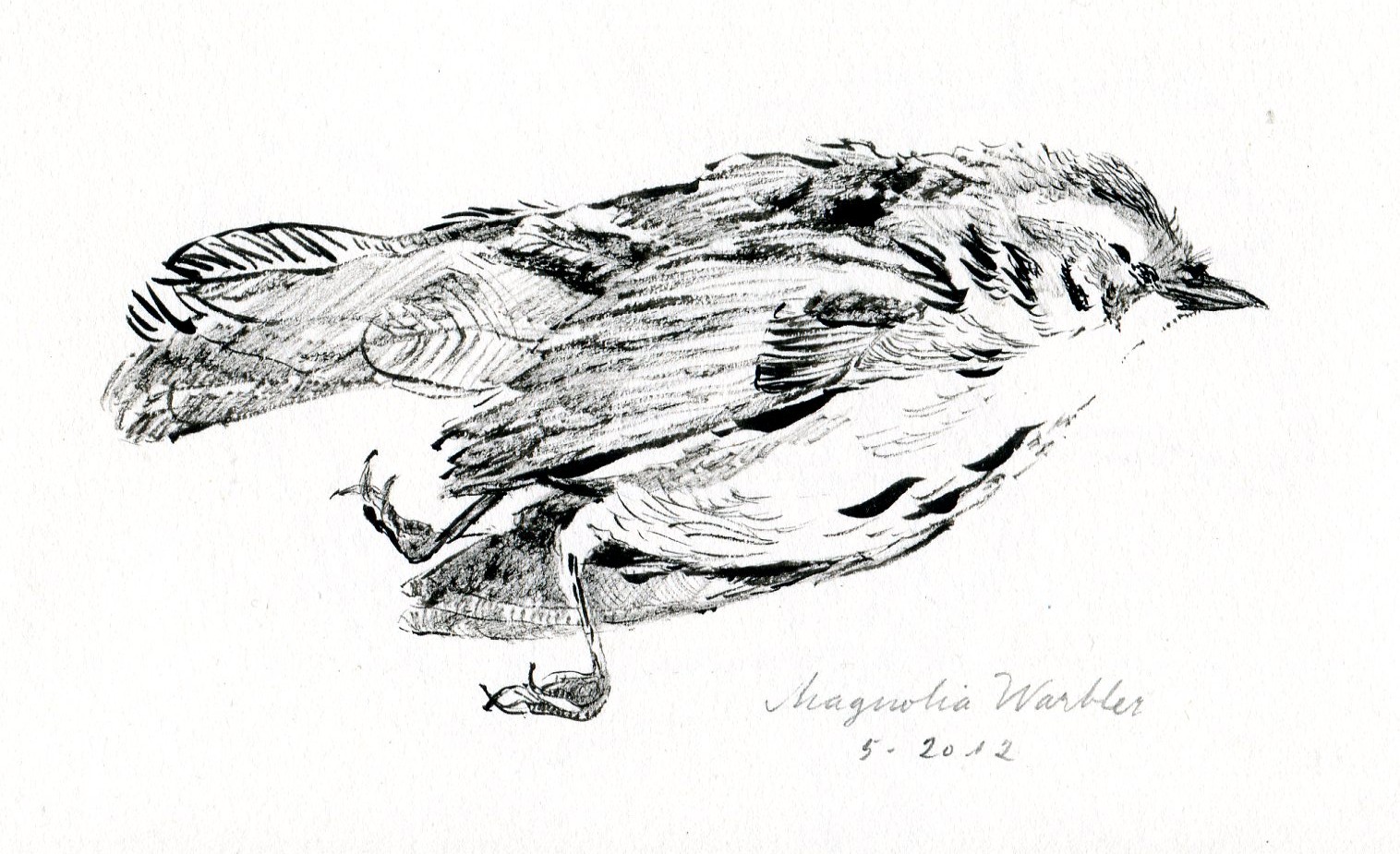 1516x925 Bird Sketch Wawbeek Studio - Stick Sketch