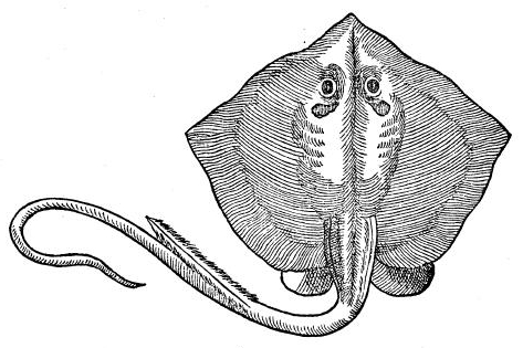 473x315 Filestingray Belon1553.jpg - Stingray Sketch