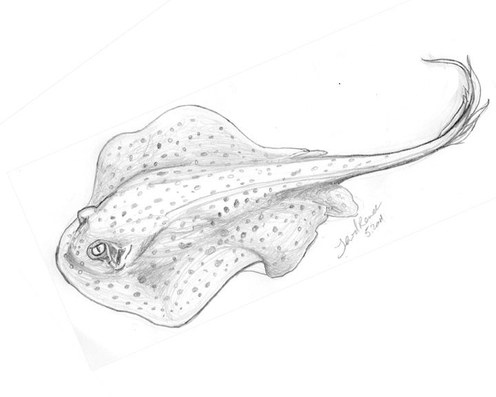 720x576 Jewel Renee Illustration Stingray Drawing Art - Stingray Sketch