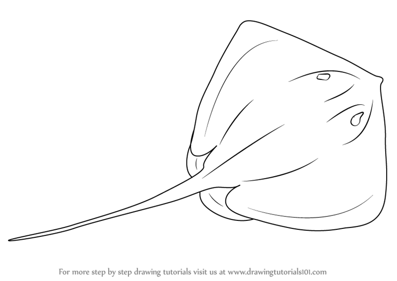 800x566 Learn How To Draw A Stingray (Fishes) Step By Step Drawing Tutorials - Stingray Sketch