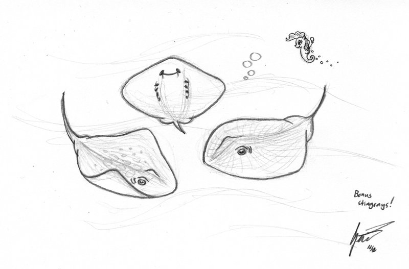 800x527 List Of Synonyms And Antonyms Of The Word Stingray Sketch - Stingray Sketch
