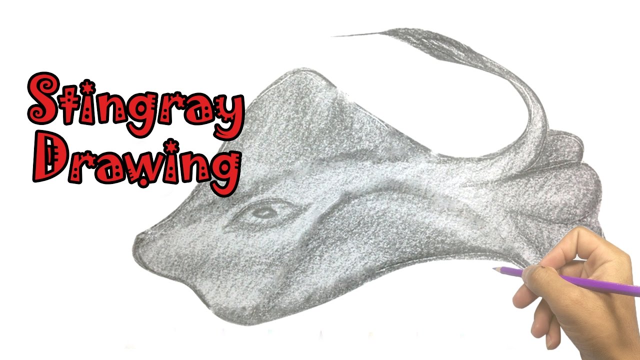 1280x720 Marine Life Artwork - Stingray Sketch