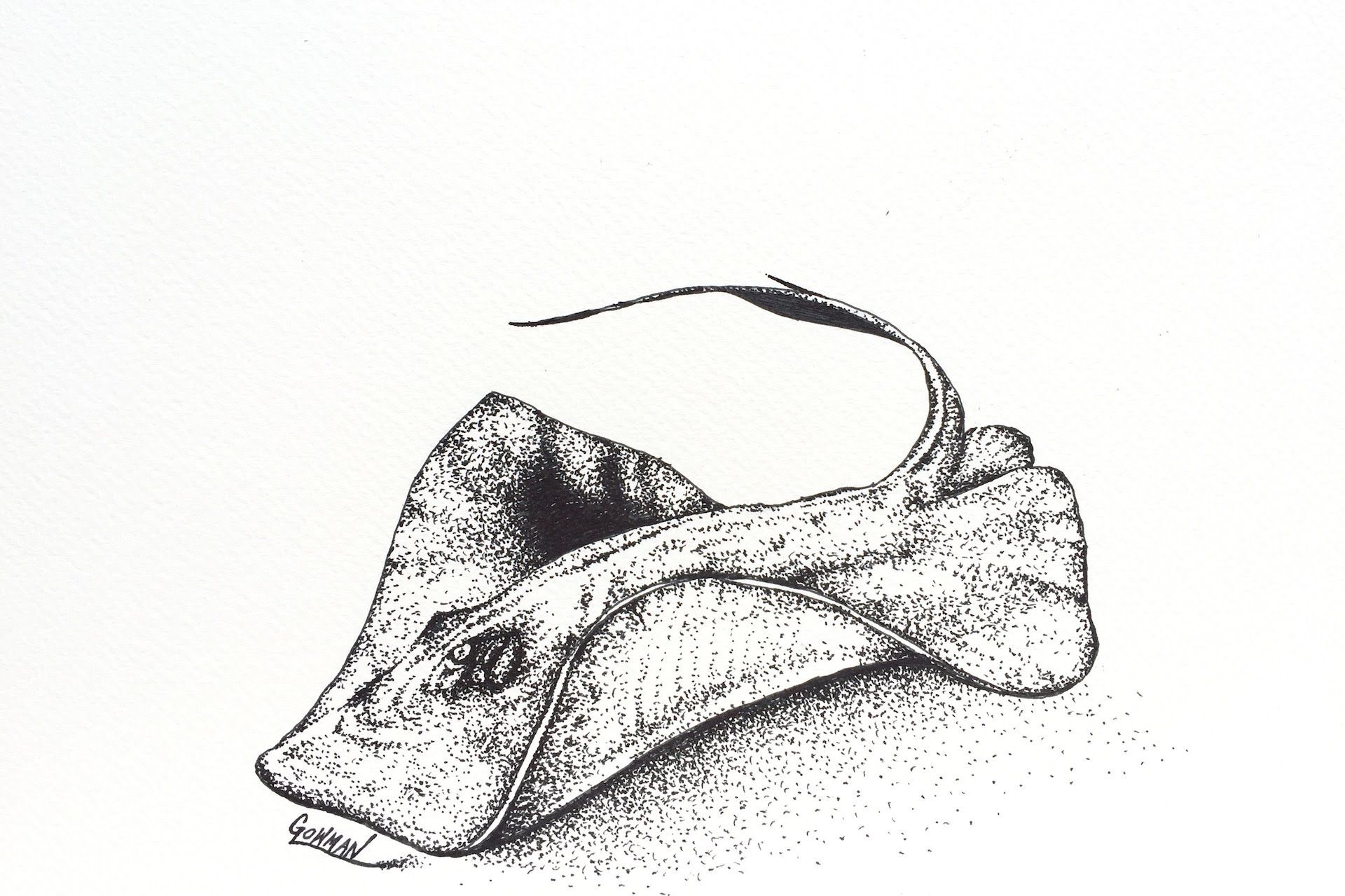 1920x1279 Marine Life Artwork - Stingray Sketch
