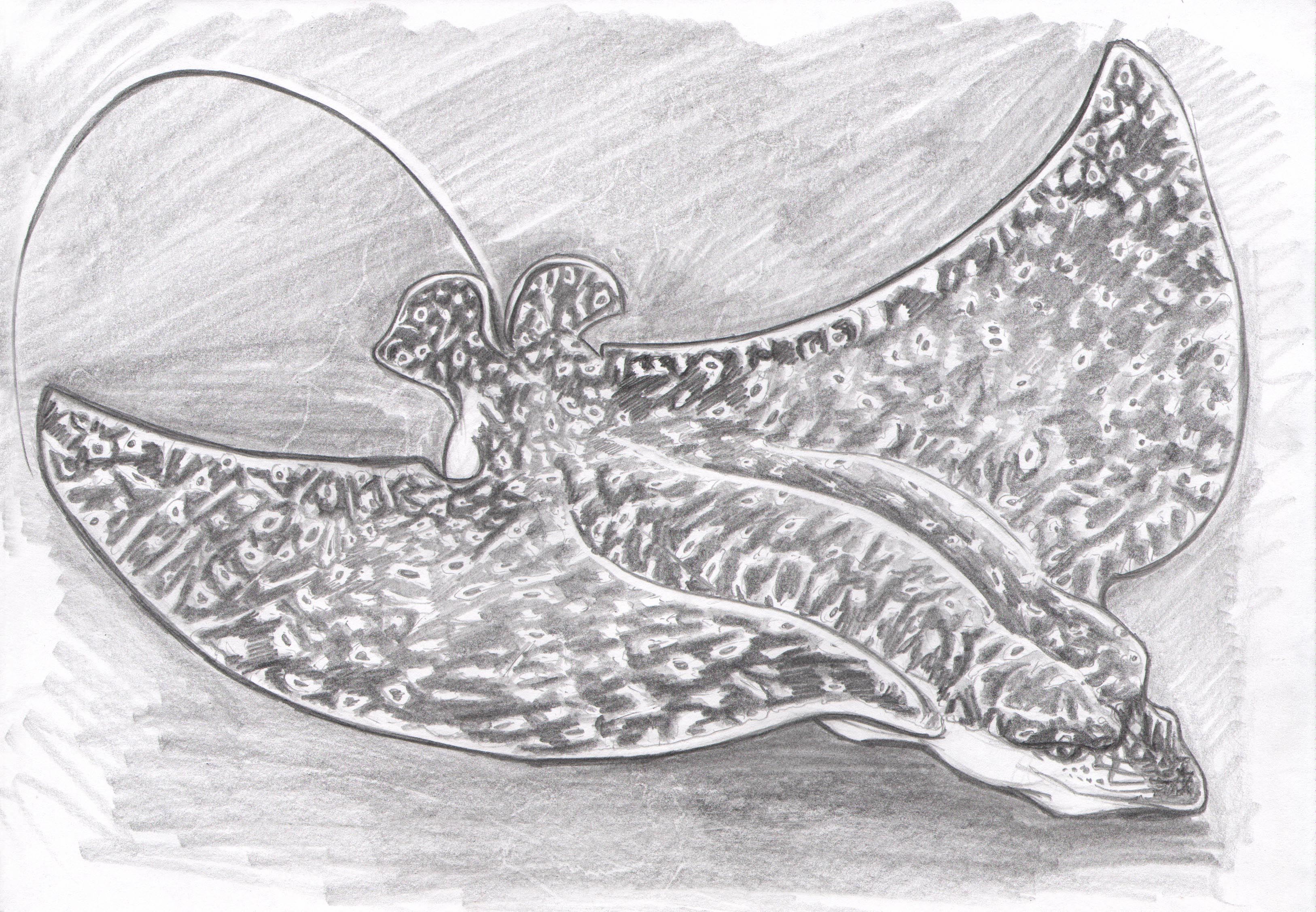 3253x2254 Stingray Visions Of The Space Chief - Stingray Sketch