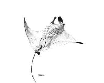340x270 Stingray Drawing Etsy - Stingray Sketch